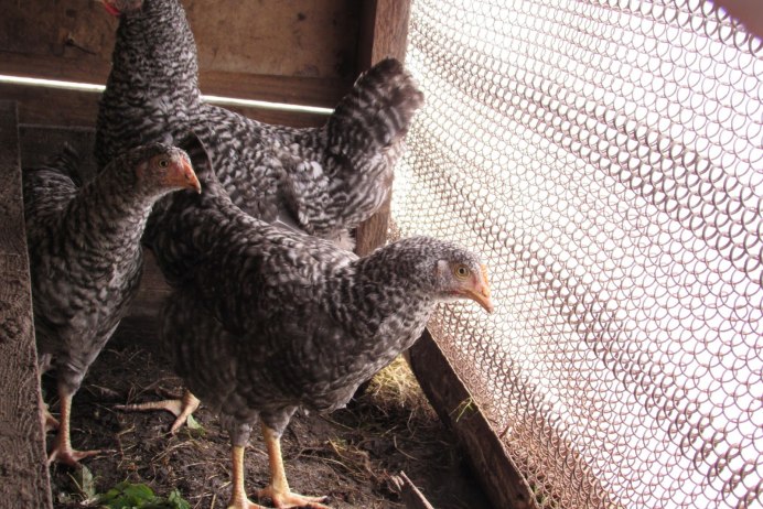 Петух породы Амрокс