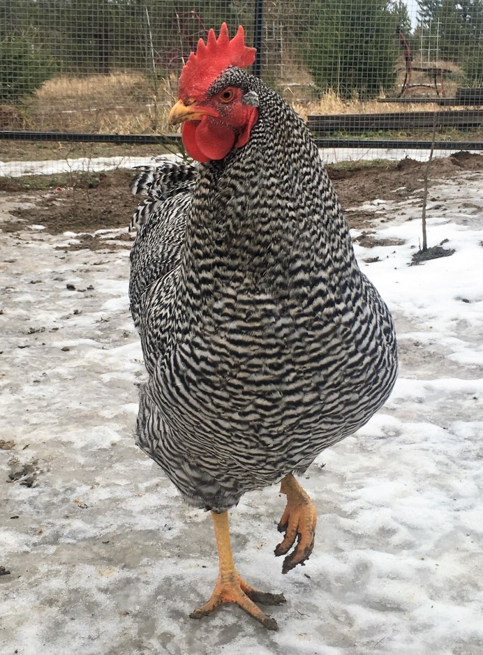 Куры Амрокс яйценоскость