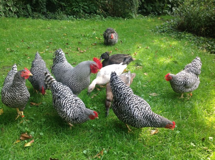 Плимутрок полосатый цыплята