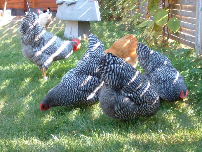 Амрокс куры