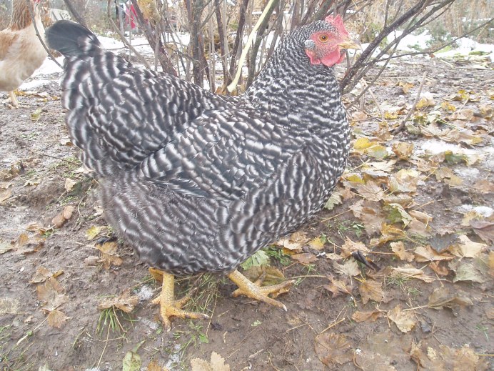 Петух Амрокс