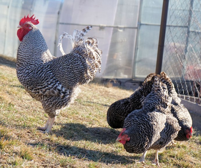 Крапчатый Амрокс