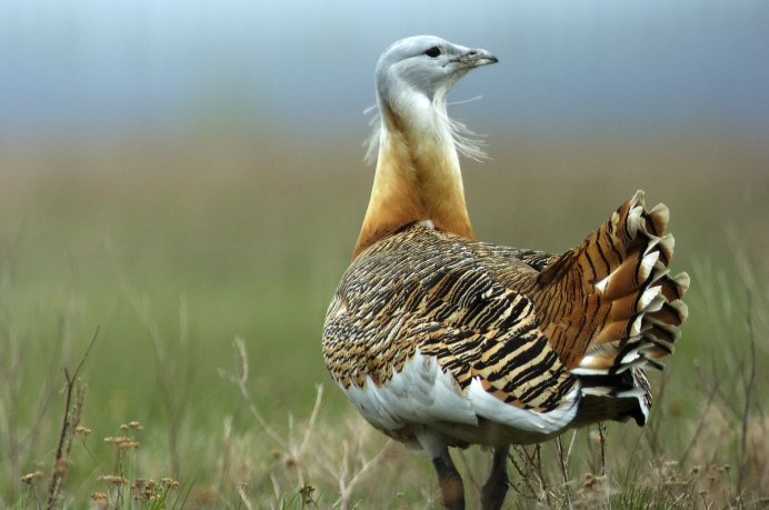 Дрофа Степная птица