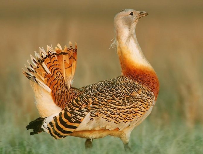 Африканская Дрофа птица