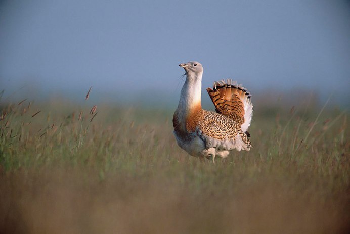 Дрофа Степная птица