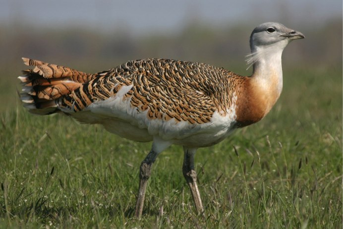 Дрофа (Otis tarda)