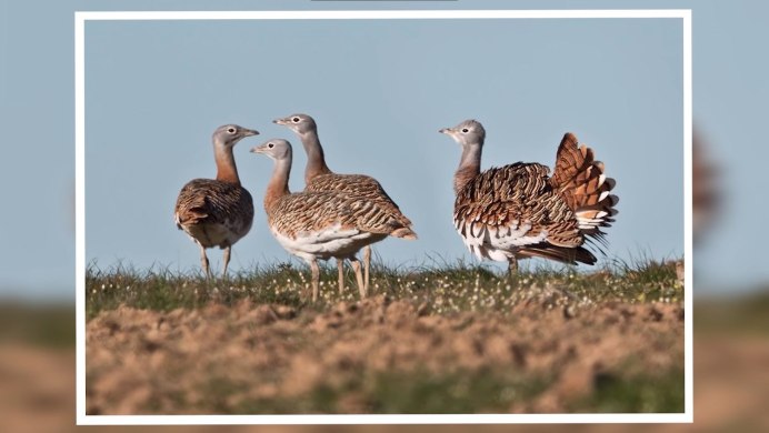 Дрофа в степи