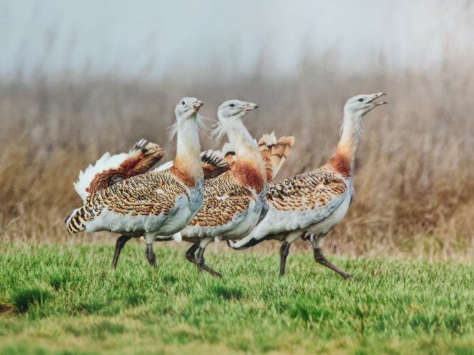 Ростовский заповедник птицы Дрофа