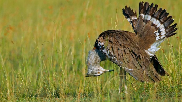 Дрофа (Восточно Сибирский подвид) Otis tarda dybowskii