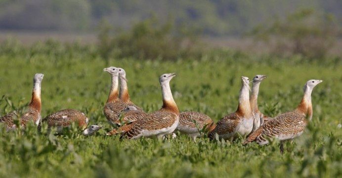 Птицы Ростовской области Дрофа