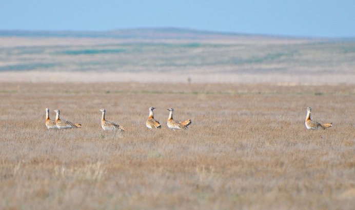 Африканская Дрофа кори