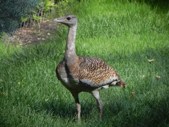 Дрофа-красотка (chlamydotis macqueenii)