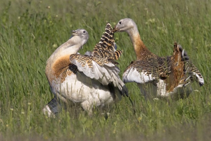 Chlamydotis macqueenii