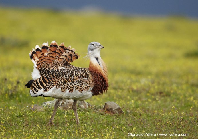 Дрофа и Стрепет птица