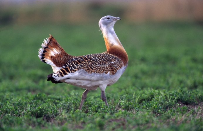 Chlamydotis macqueenii