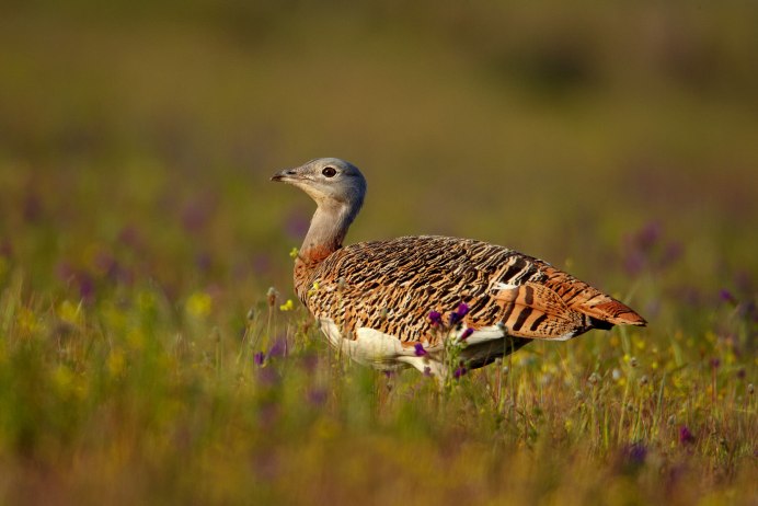 Дрофа и Стрепет