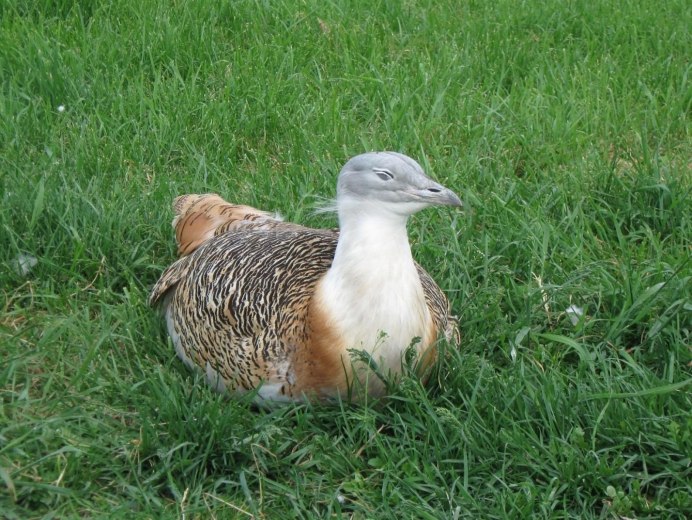 Дрофа Степная птица Кубани