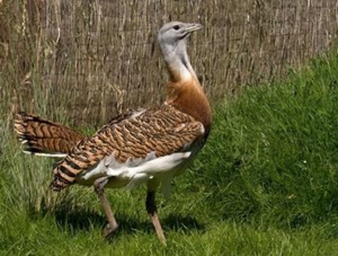 Дрофа обыкновенная