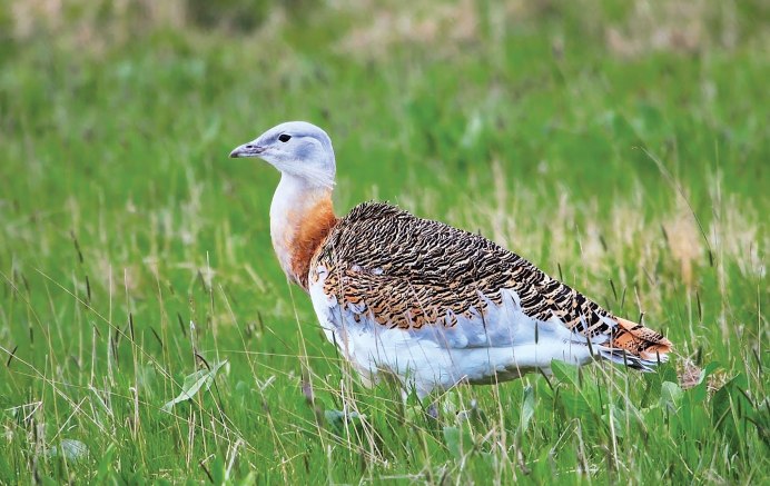 Степная Дрофа Дудак