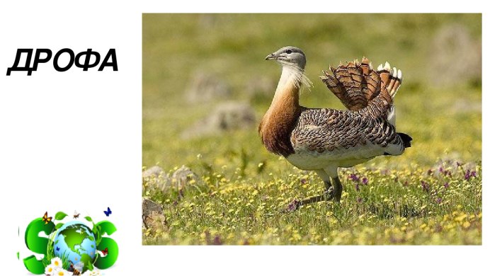 Дрофа в степи