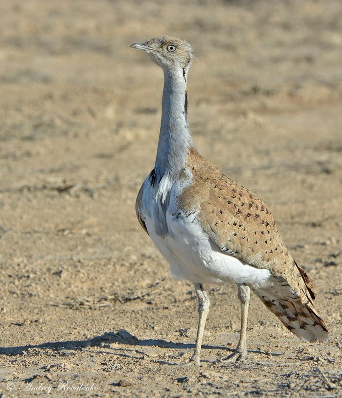 Дрофа Баргузинский заповедник