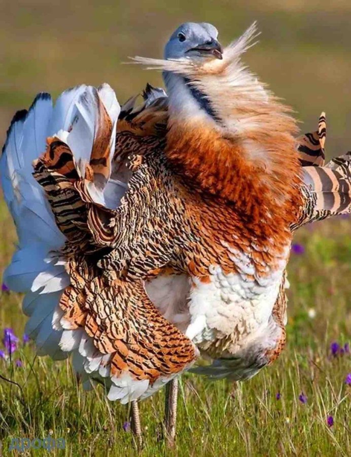 Дрофа птица