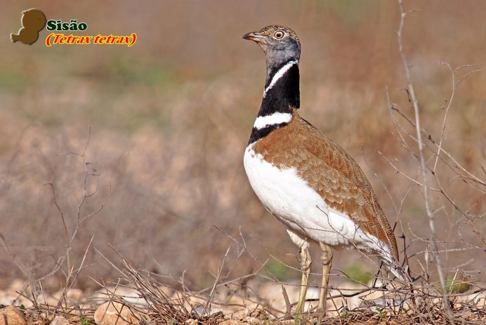 Дрофа (Otis tarda dybowskii)