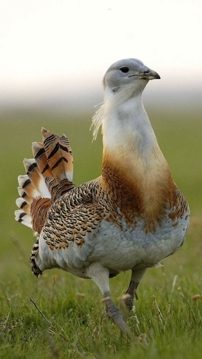 Дрофа Крымская