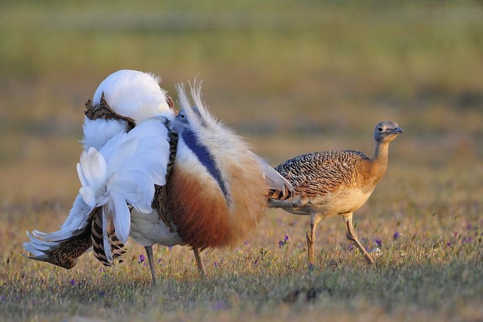 Дрофа птица самка