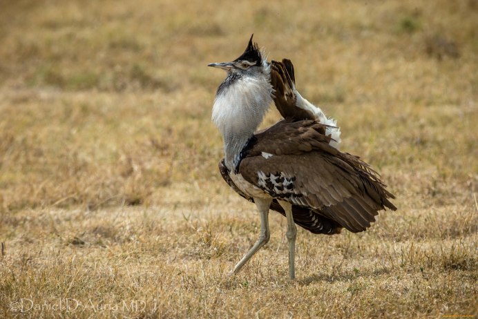 Степная птица Дудак