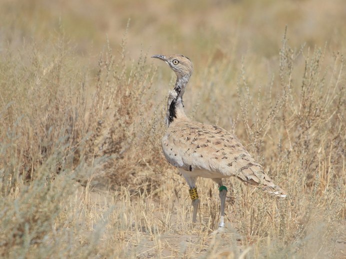 Дрофа Крымская