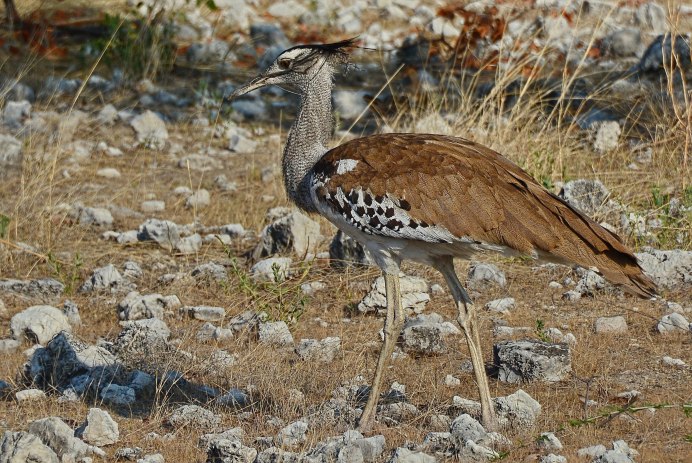 Дрофа (Otis tarda)