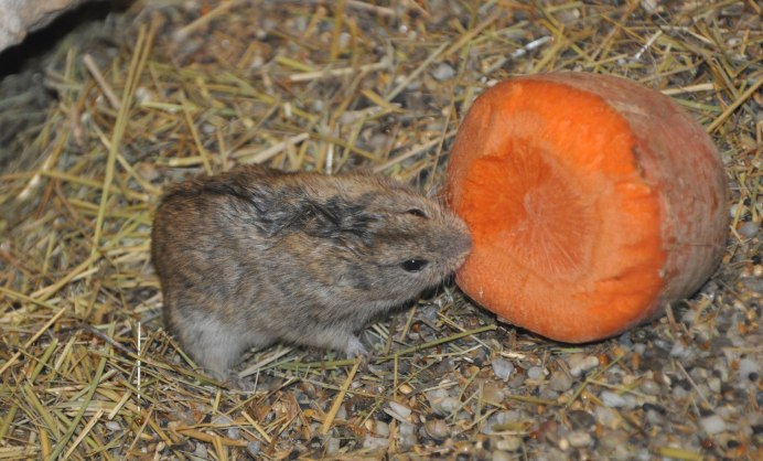 Сибирский лемминг Lemmus sibiricus
