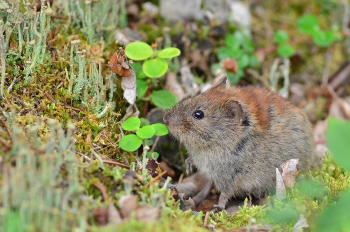 Семейство хомяковые (Cricetidae)