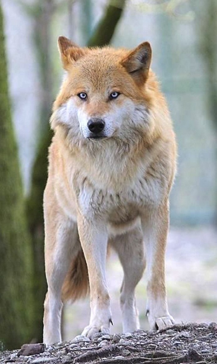 Коричневая волчица
