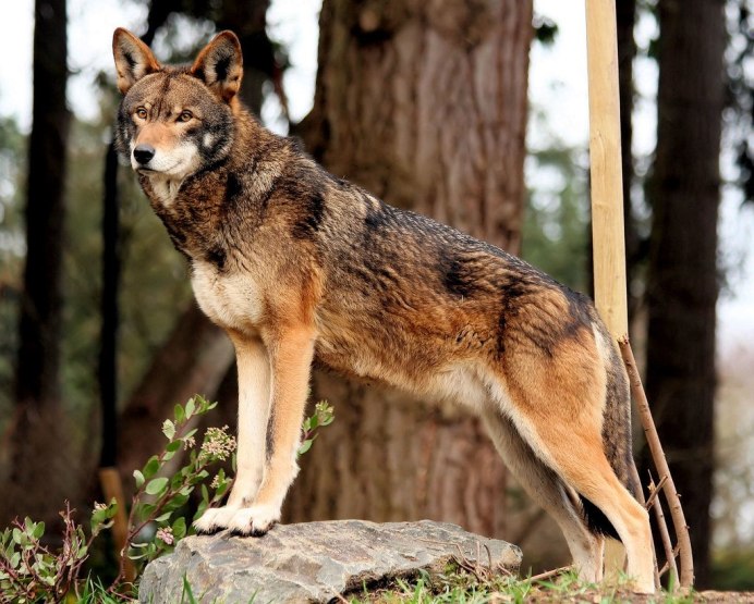 Волк - canis Lupus l.