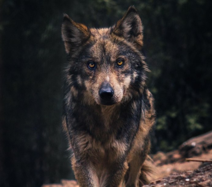 Tazihound волк референс