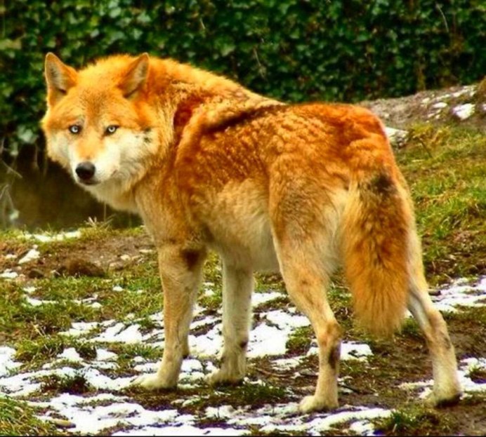 Иберийский волк (canis Lupus signatus)