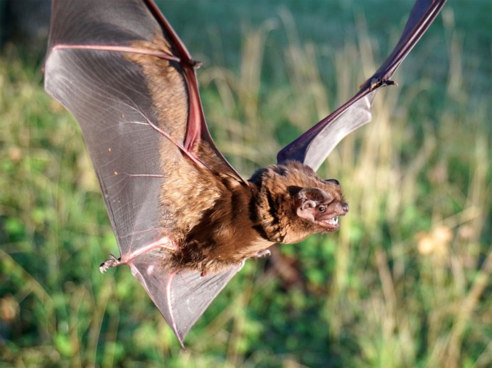 Трехцветная ночница Myotis emarginatus