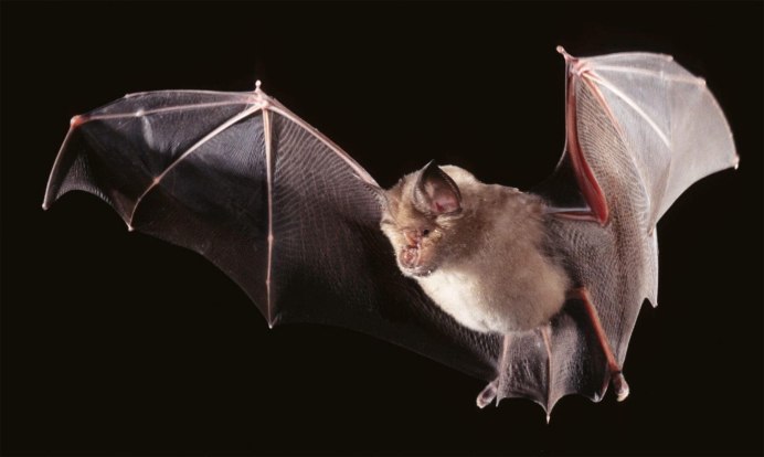 Летучие мыши на Красном фоне
