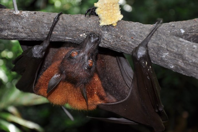 Подковонос Мегели