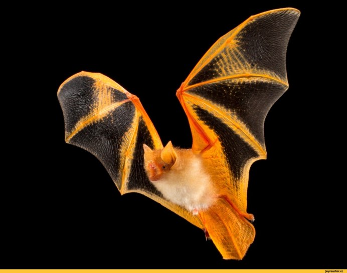 Малая вечерница