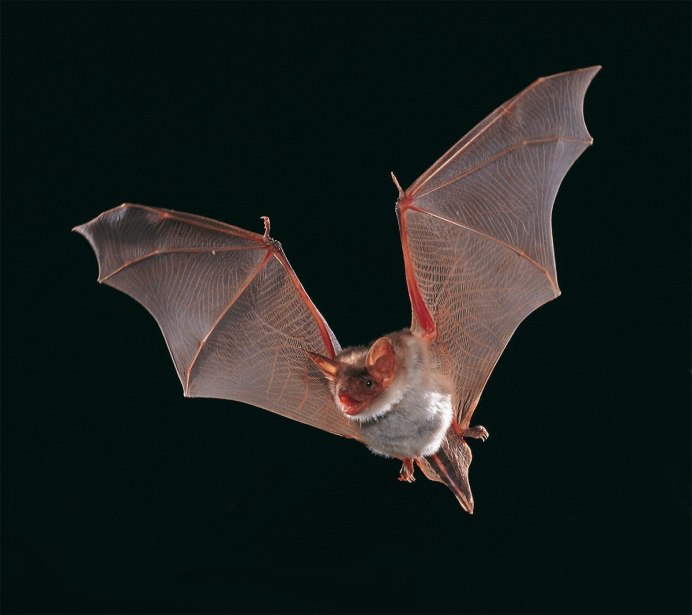 Трехцветная ночница Myotis emarginatus