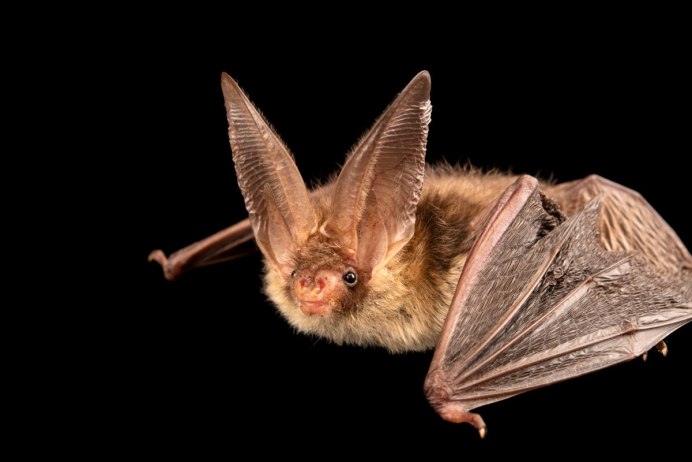 Ночница черная ведьма бабочка