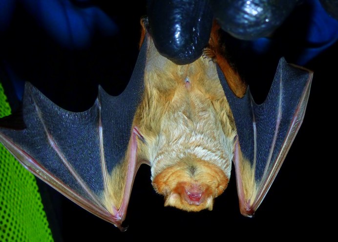 Cuban Greater Funnel-eared bat