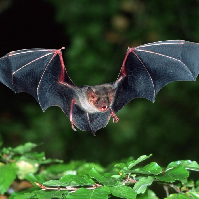 Rhinolophus ferrumequinum