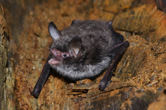 Ночница Наттерера