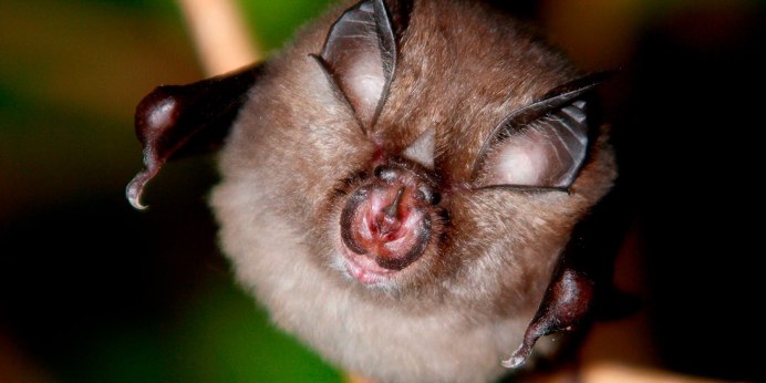 Ночница Наттерера