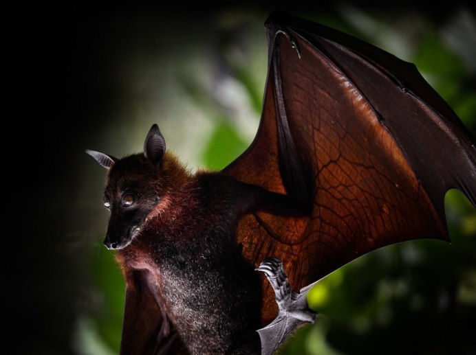 Ночница Брандта