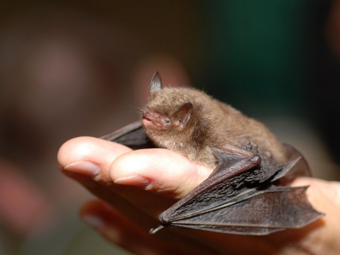 Нургуш летучая мышь